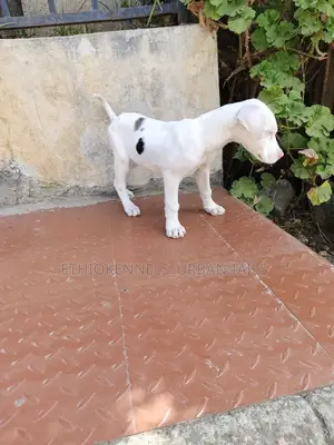 1-3 months Female Purebred Great Dane
