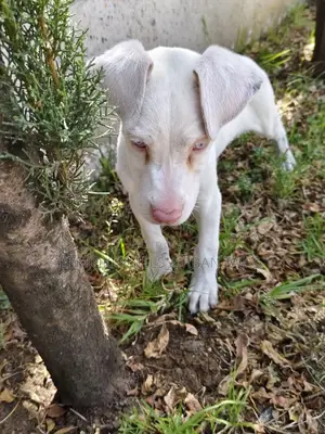 1-3 months Female Purebred Great Dane