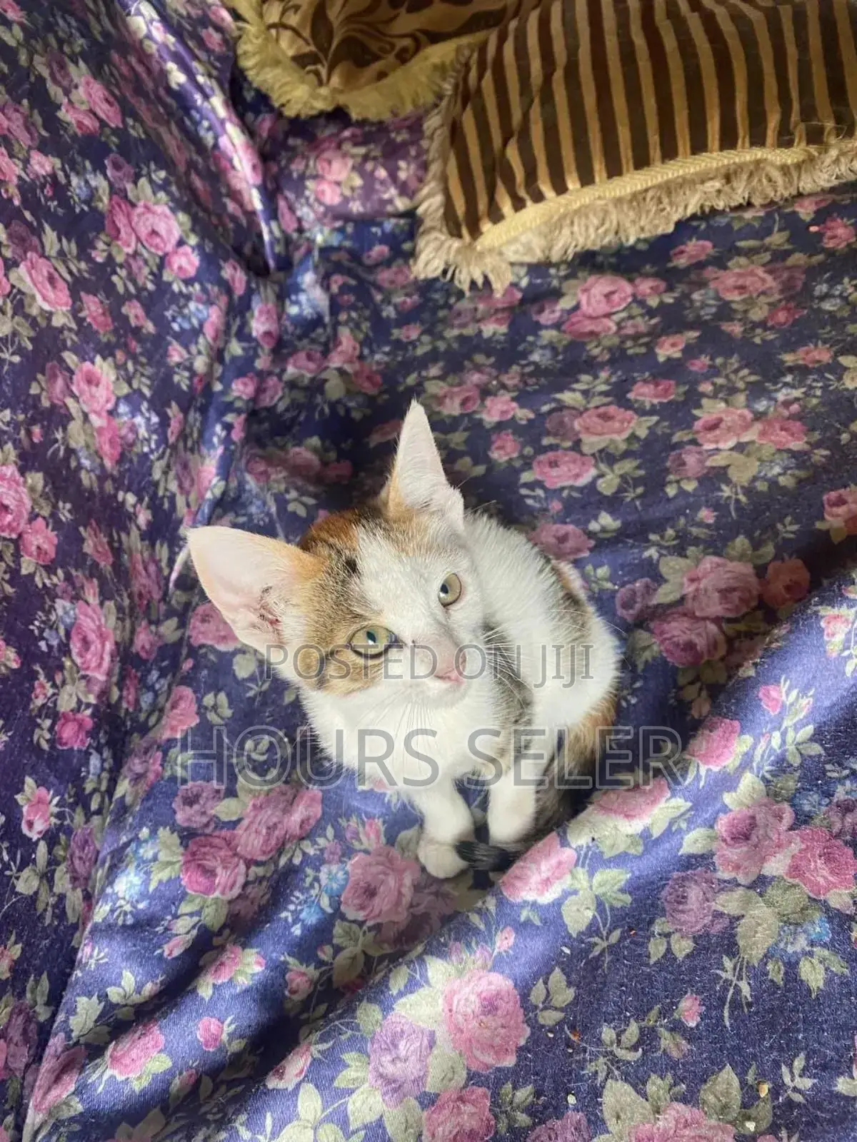 3-6 months Female Mixed Breed Abyssinian
