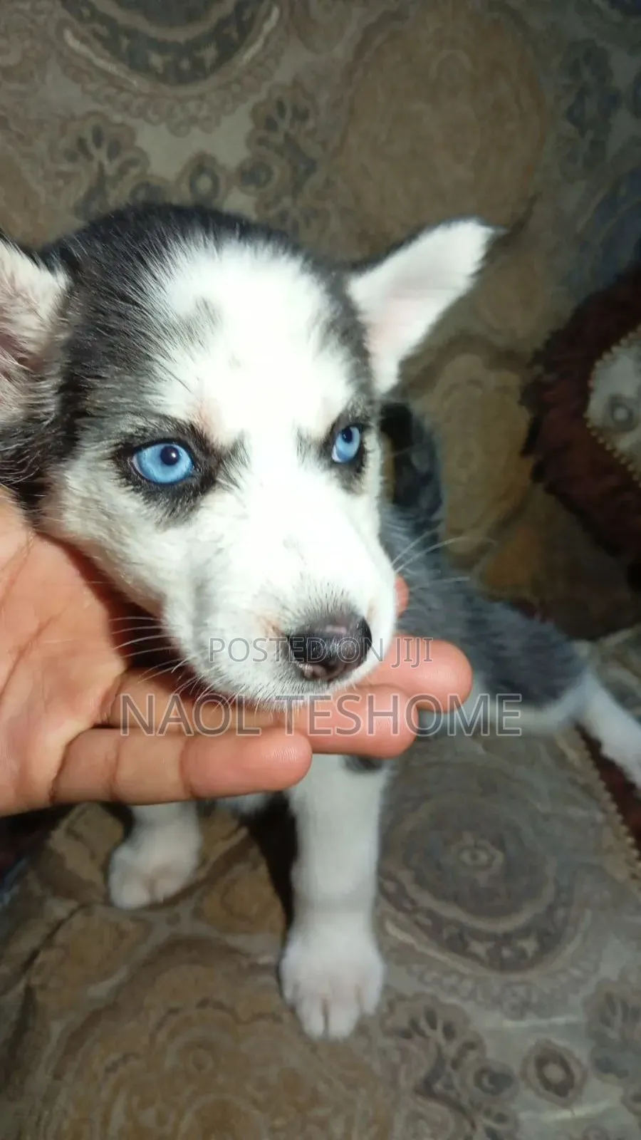 3-6 months Female Purebred Siberian Husky