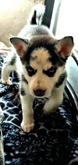 3-6 months Female Purebred Siberian Husky
