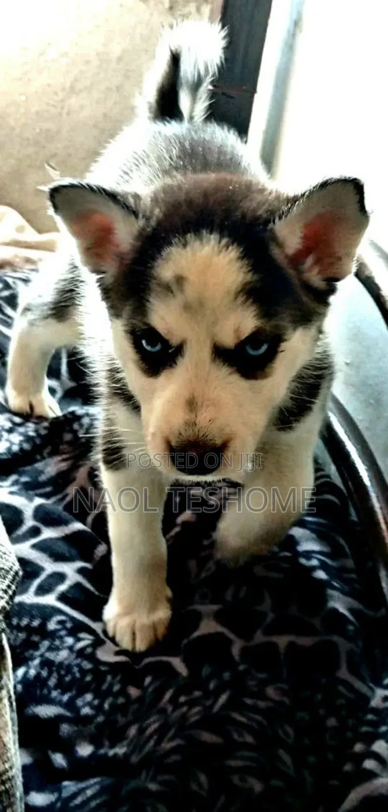 3-6 months Female Purebred Siberian Husky