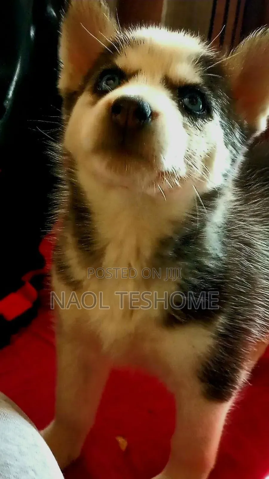 3-6 months Female Purebred Siberian Husky