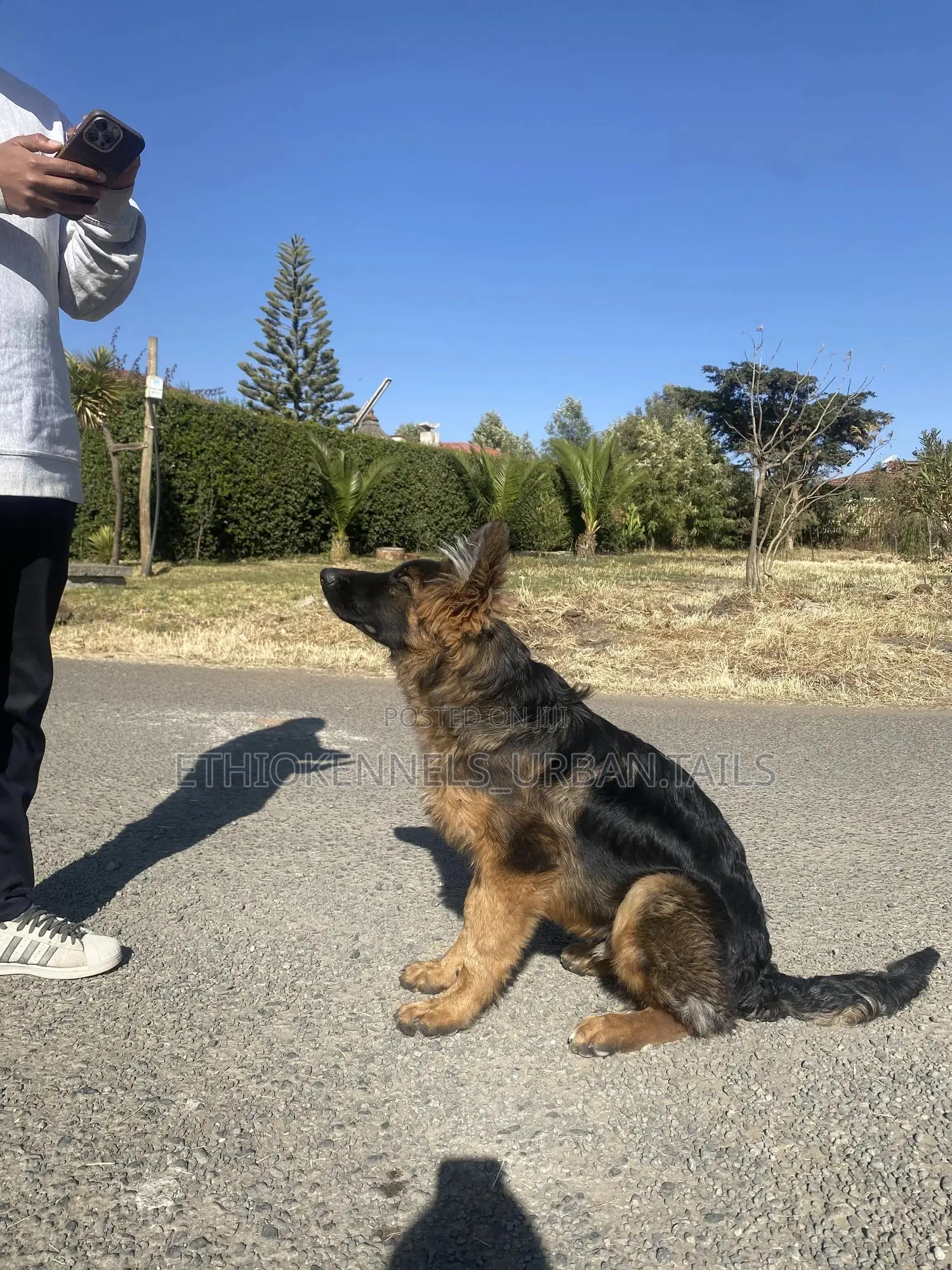 3-6 months Male Purebred German Shepherd