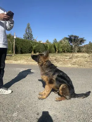 3-6 months Male Purebred German Shepherd