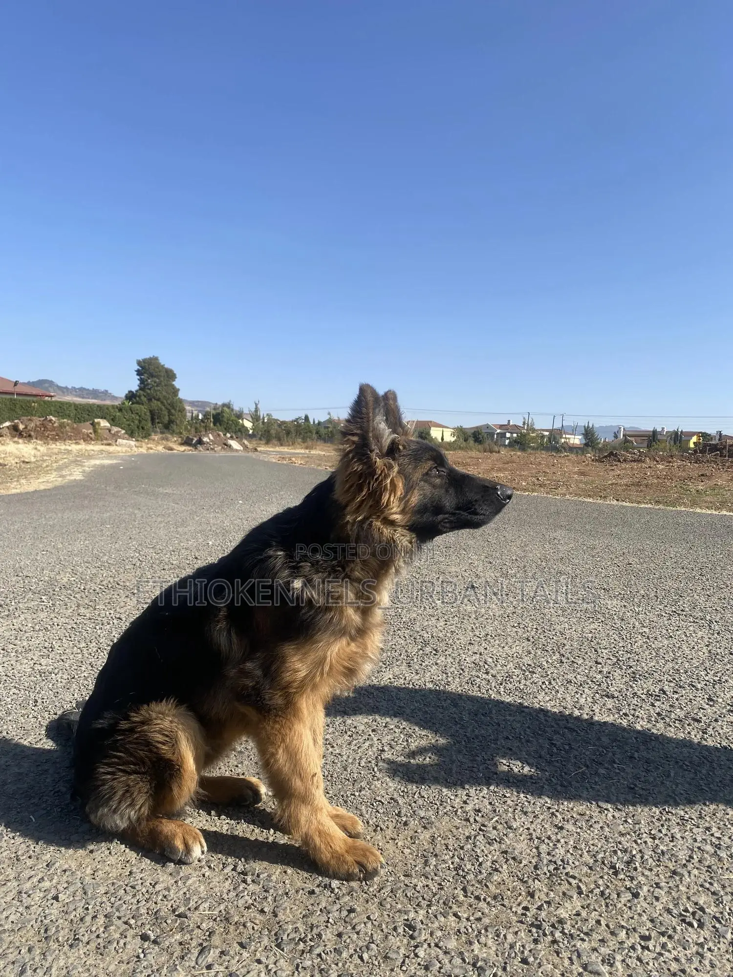 3-6 months Male Purebred German Shepherd