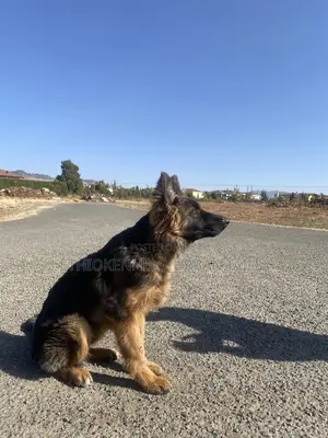 3-6 months Male Purebred German Shepherd