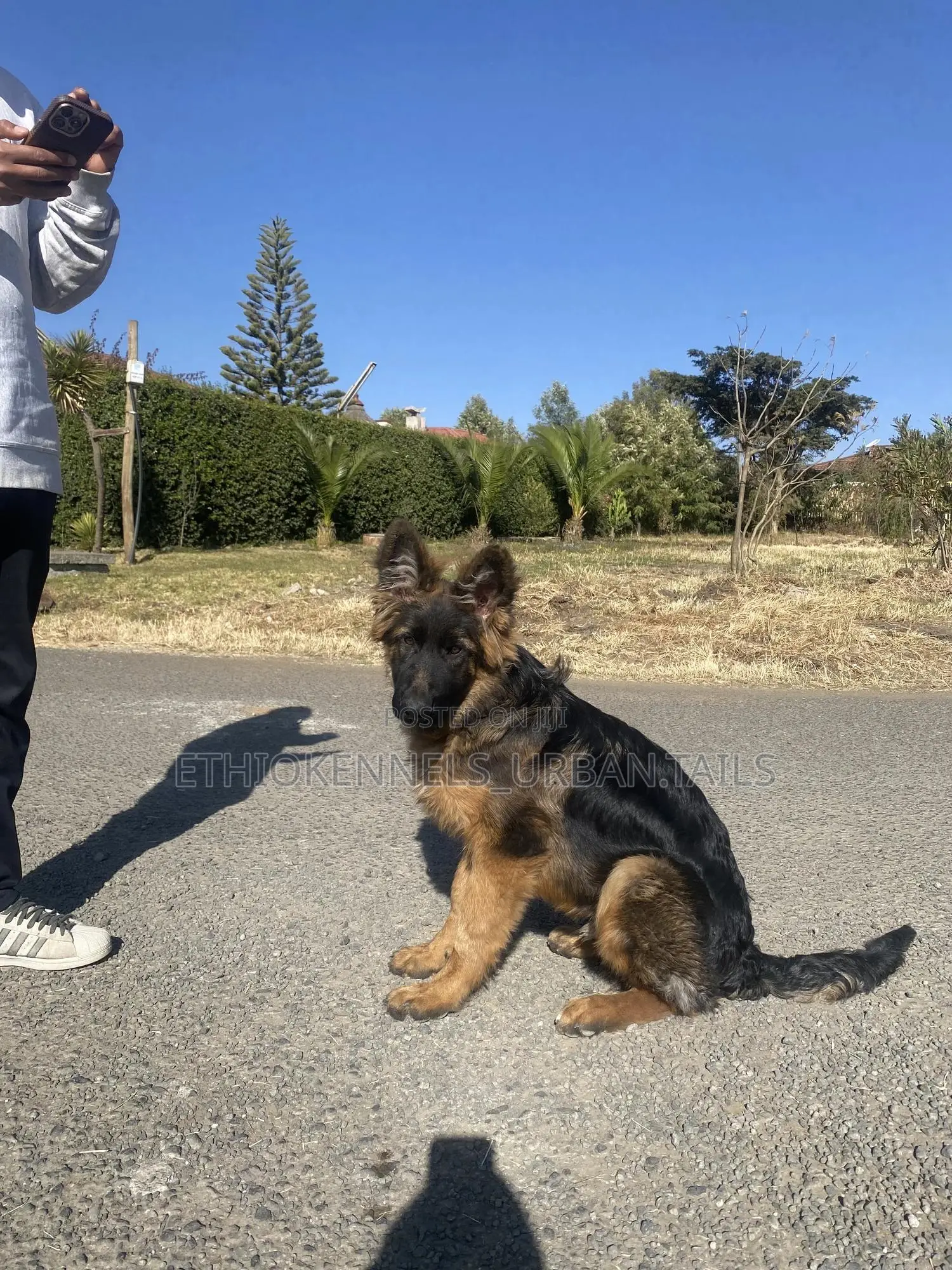 3-6 months Male Purebred German Shepherd