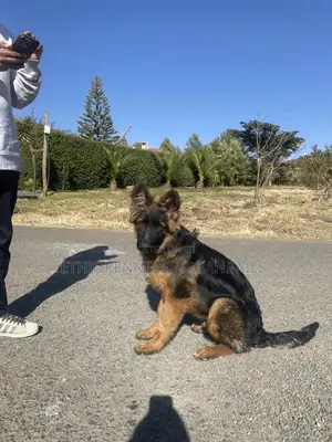 Photo - 3-6 months Male Purebred German Shepherd