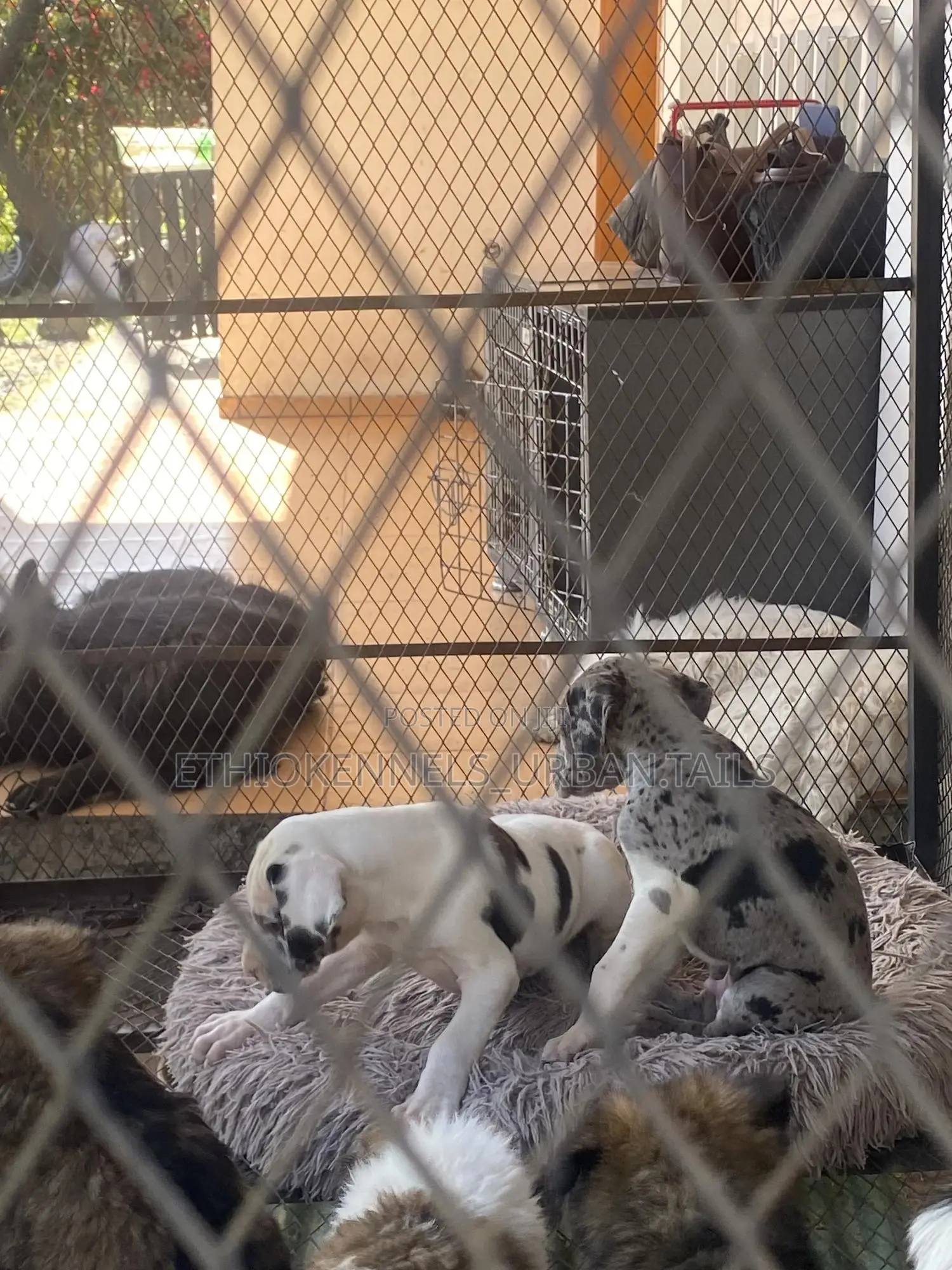 1-3 months Male Purebred Great Dane