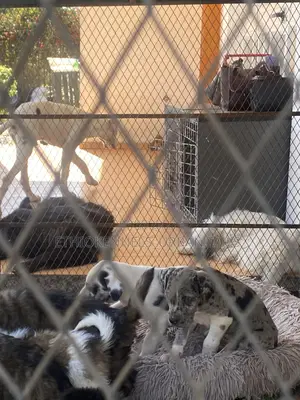 1-3 months Male Purebred Great Dane