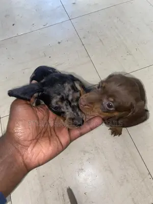 1-3 months Female Purebred Dachshund