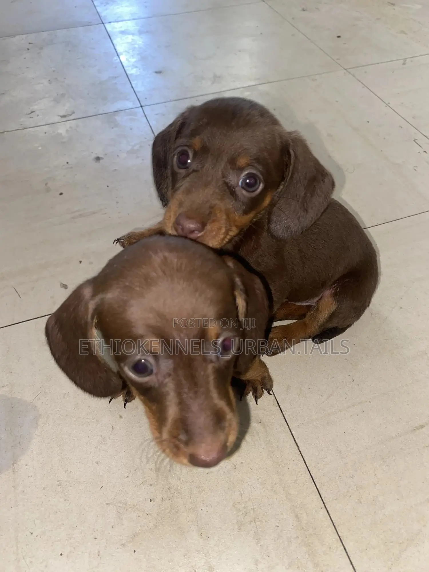 1-3 months Female Purebred Dachshund