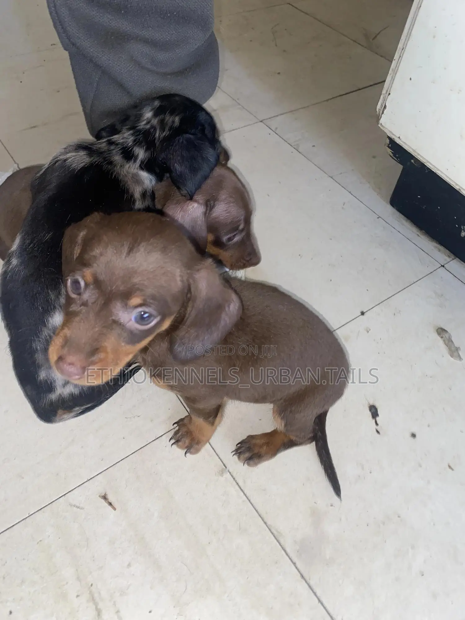 1-3 months Female Purebred Dachshund