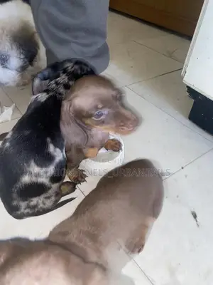 1-3 months Female Purebred Dachshund