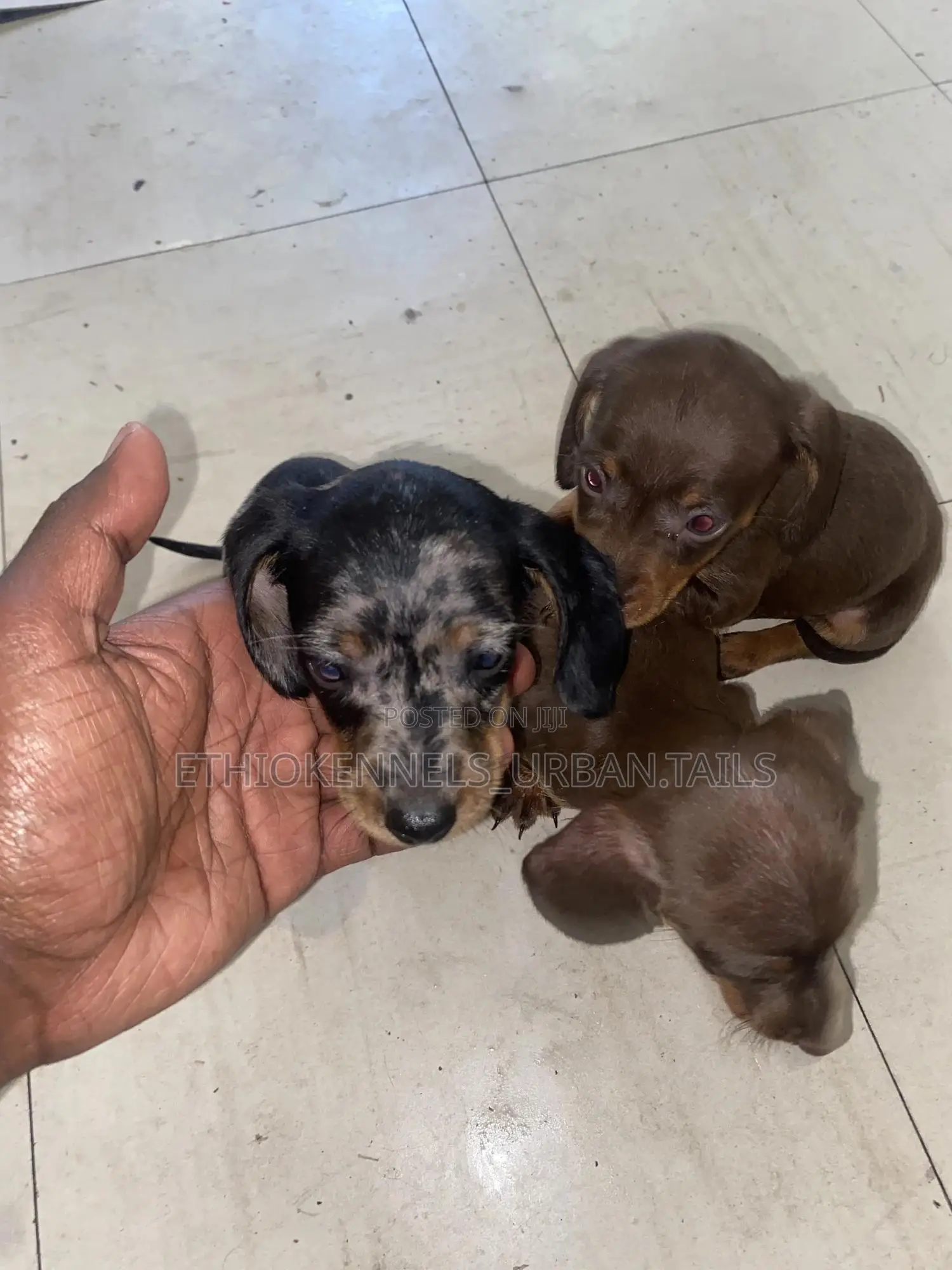 1-3 months Female Purebred Dachshund