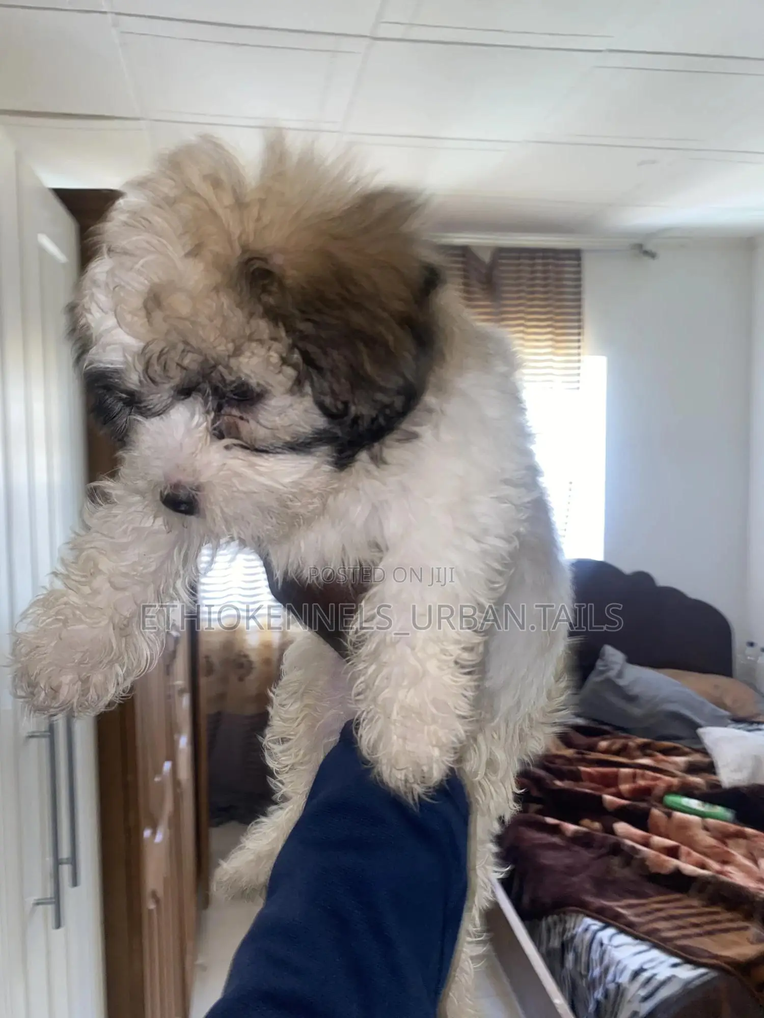 1-3 months Male Purebred Shih Tzu