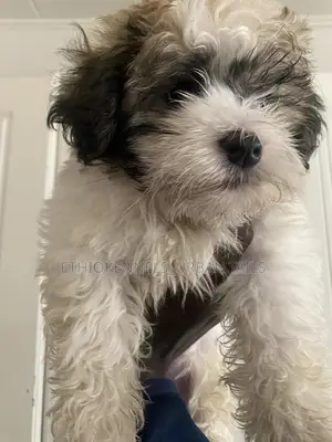 1-3 months Male Purebred Shih Tzu