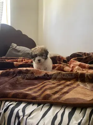 1-3 months Male Purebred Shih Tzu