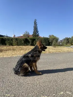 3-6 months Male Purebred German Shepherd