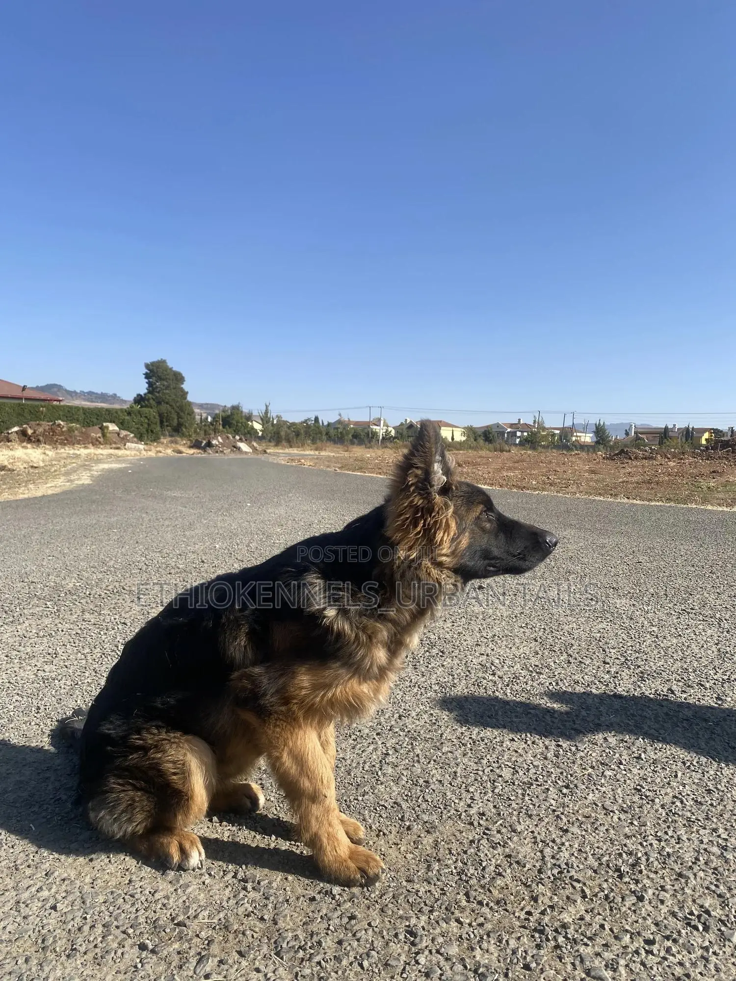 3-6 months Male Purebred German Shepherd