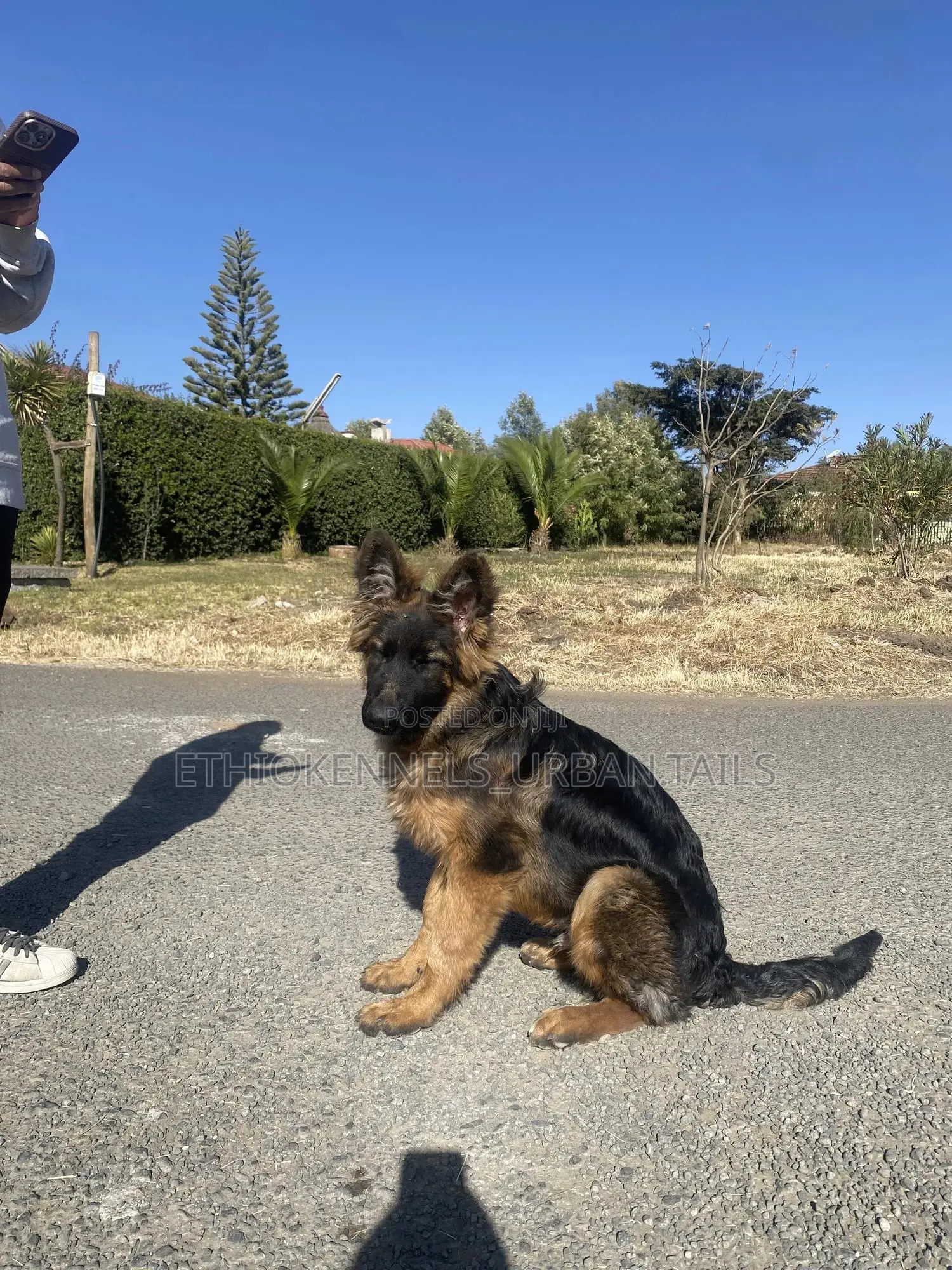 3-6 months Male Purebred German Shepherd