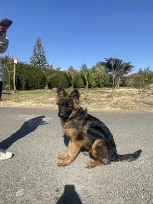 Photo - 3-6 months Male Purebred German Shepherd