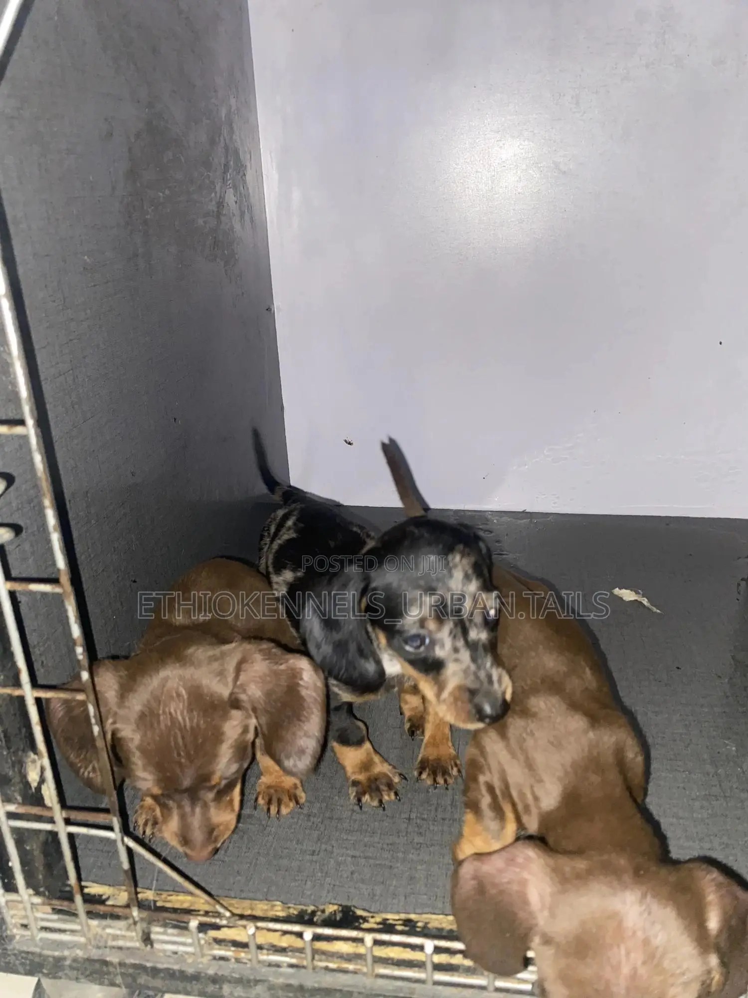 1-3 months Female Purebred Dachshund