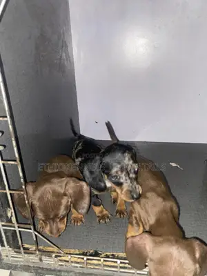 1-3 months Female Purebred Dachshund