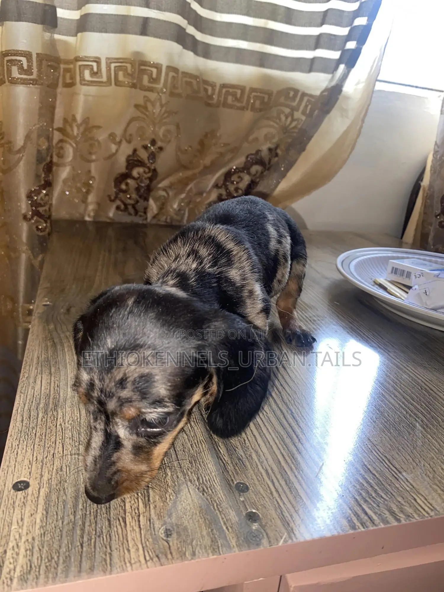 1-3 months Female Purebred Dachshund