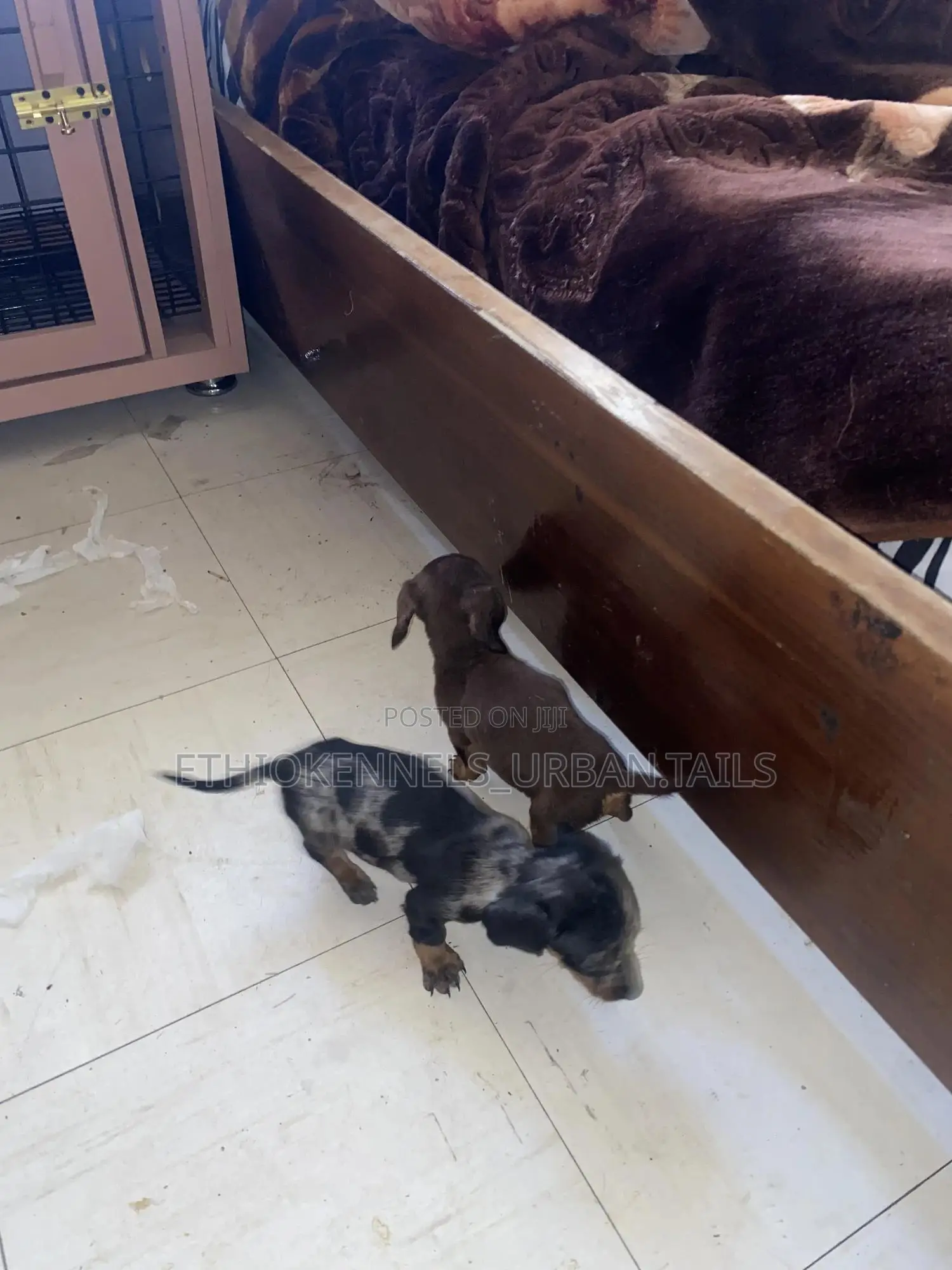 1-3 months Female Purebred Dachshund