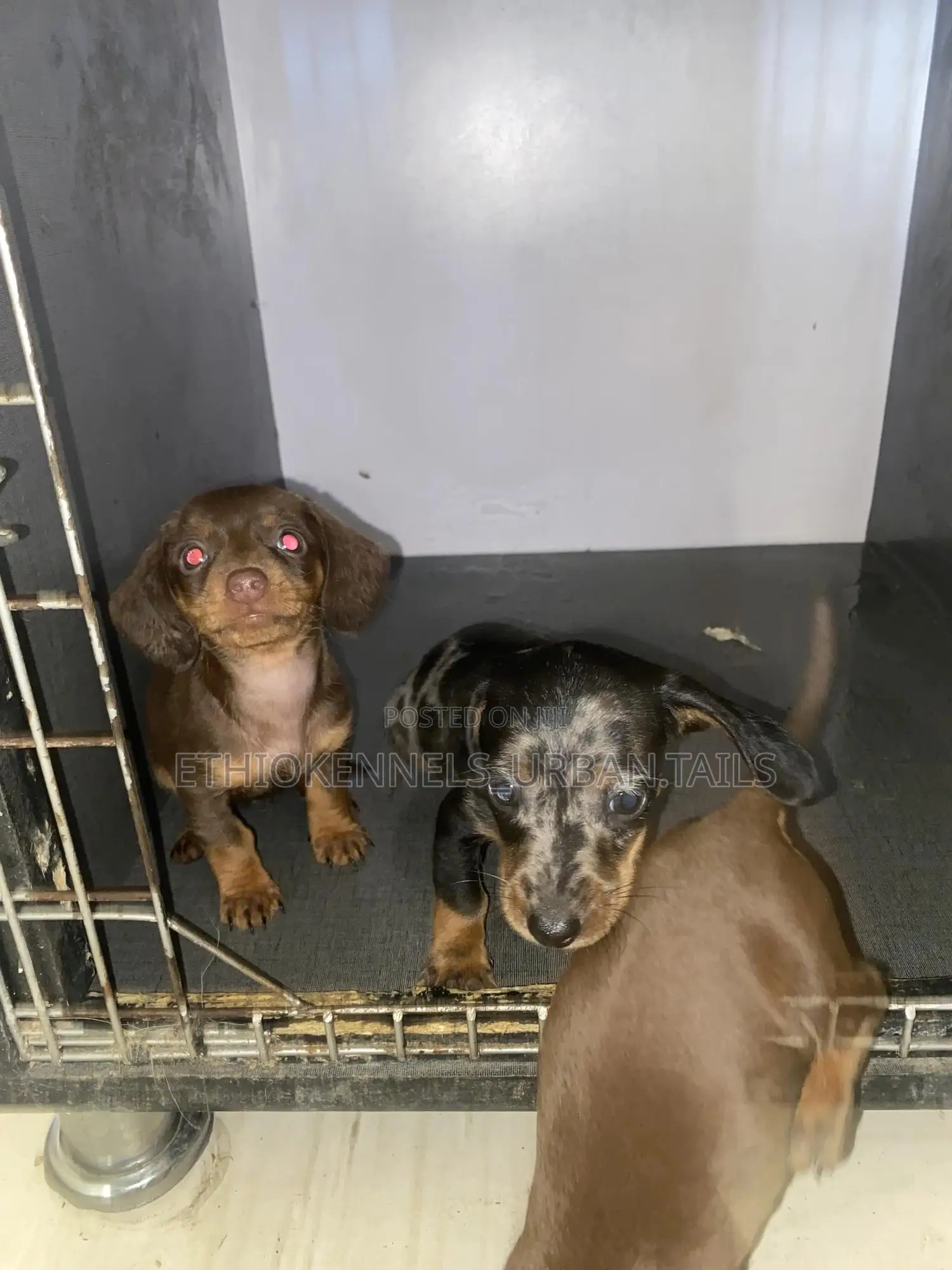 1-3 months Female Purebred Dachshund