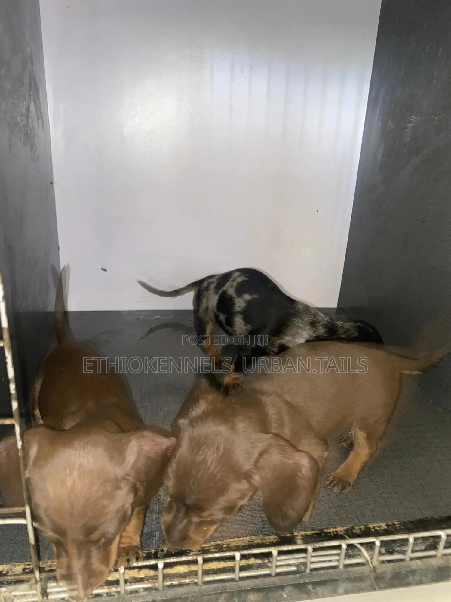 1-3 months Female Purebred Dachshund