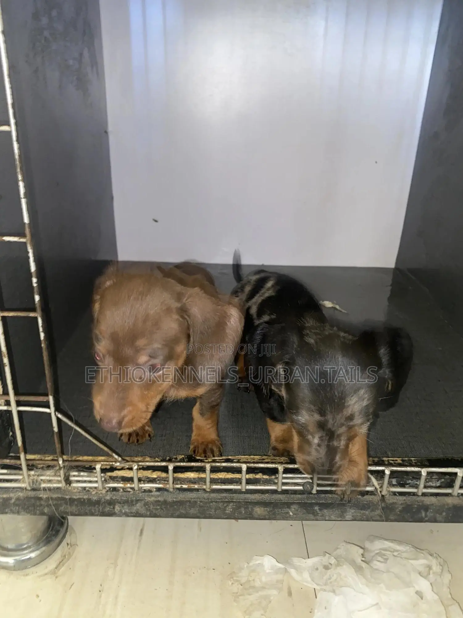 1-3 months Female Purebred Dachshund