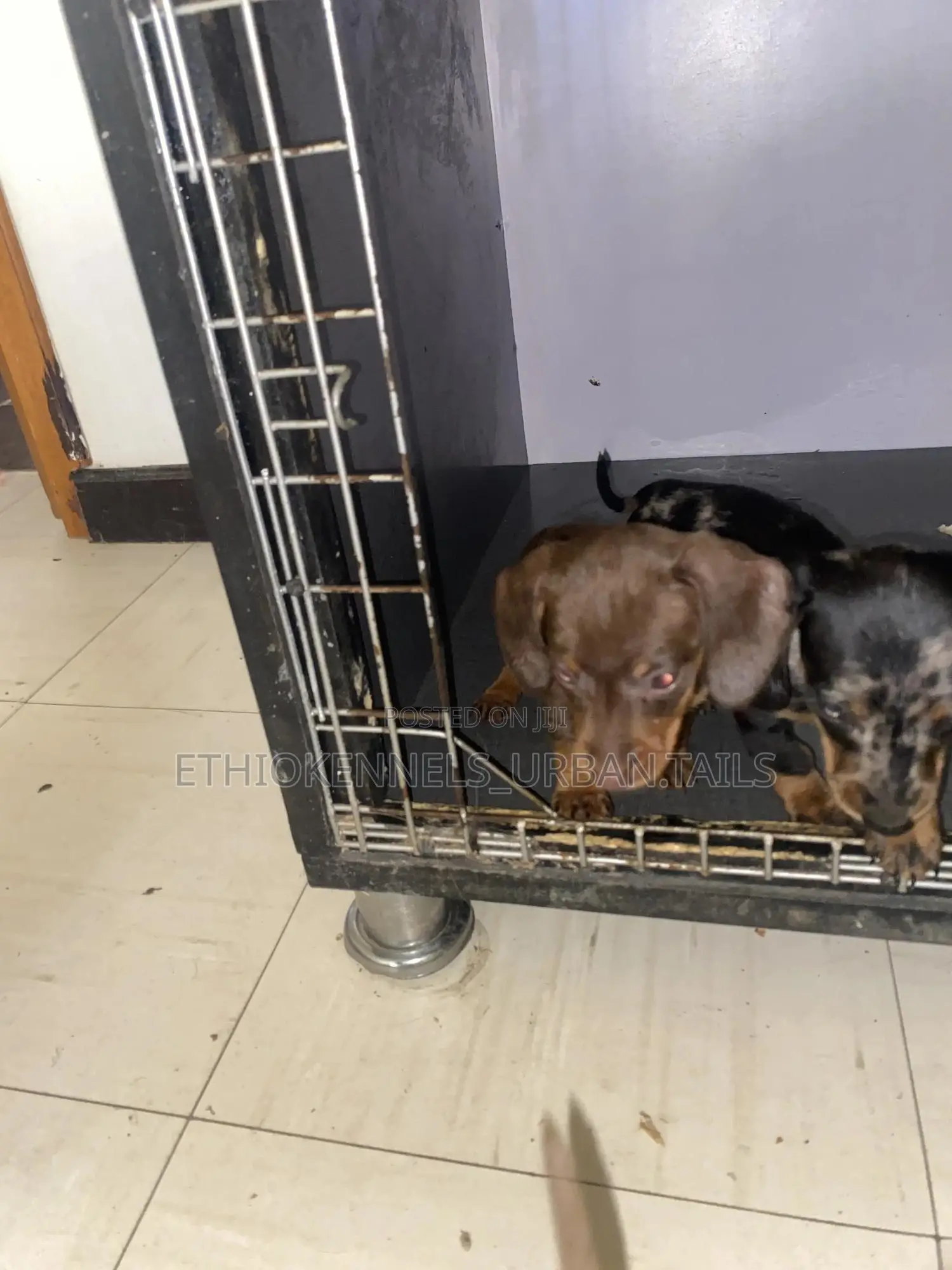 1-3 months Female Purebred Dachshund