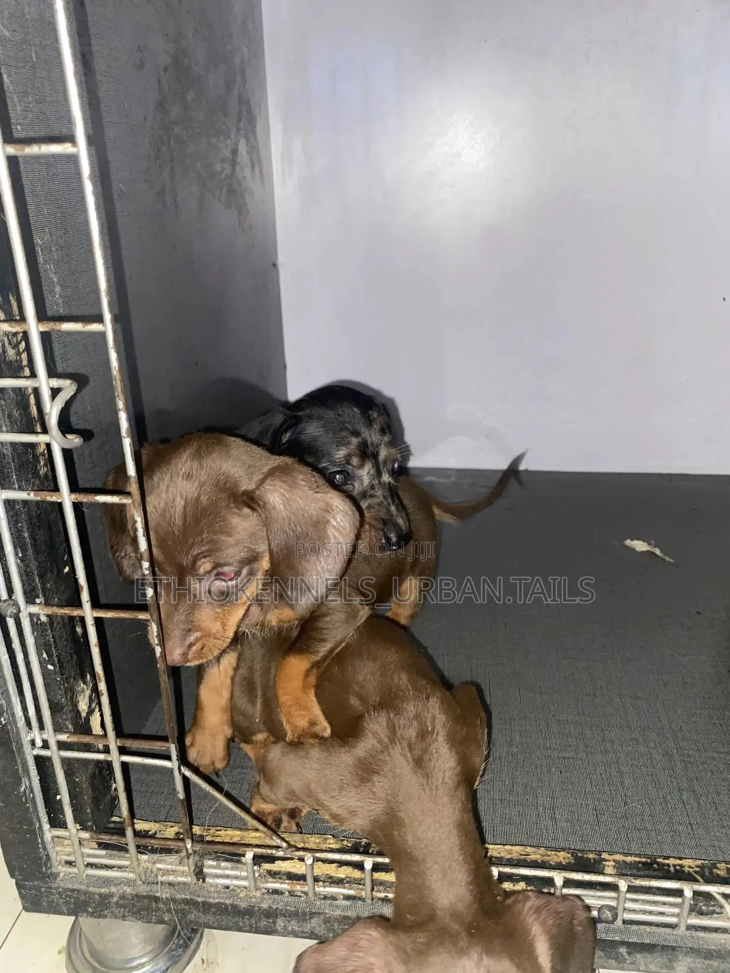 1-3 months Female Purebred Dachshund