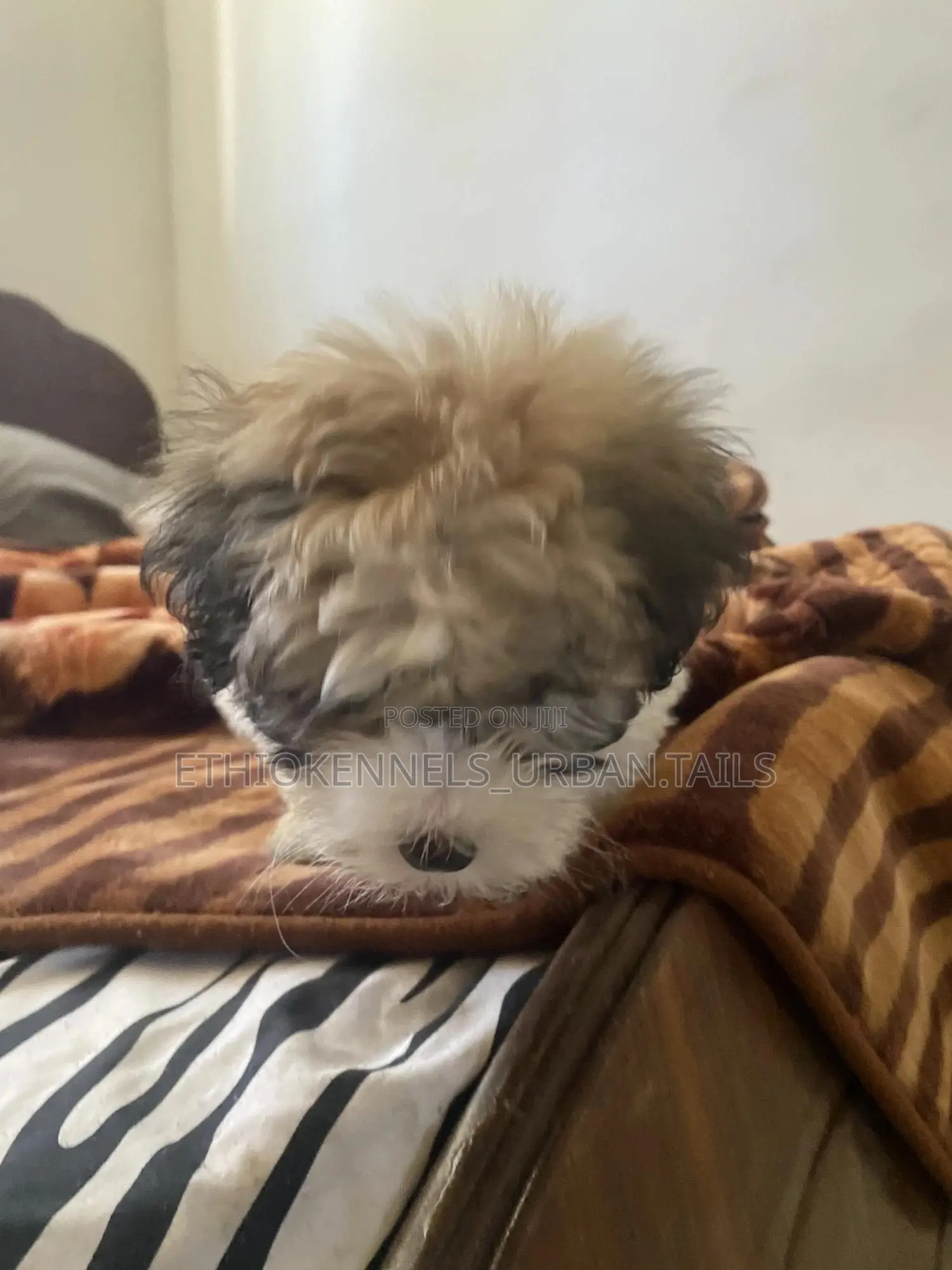 1-3 months Male Purebred Shih Tzu