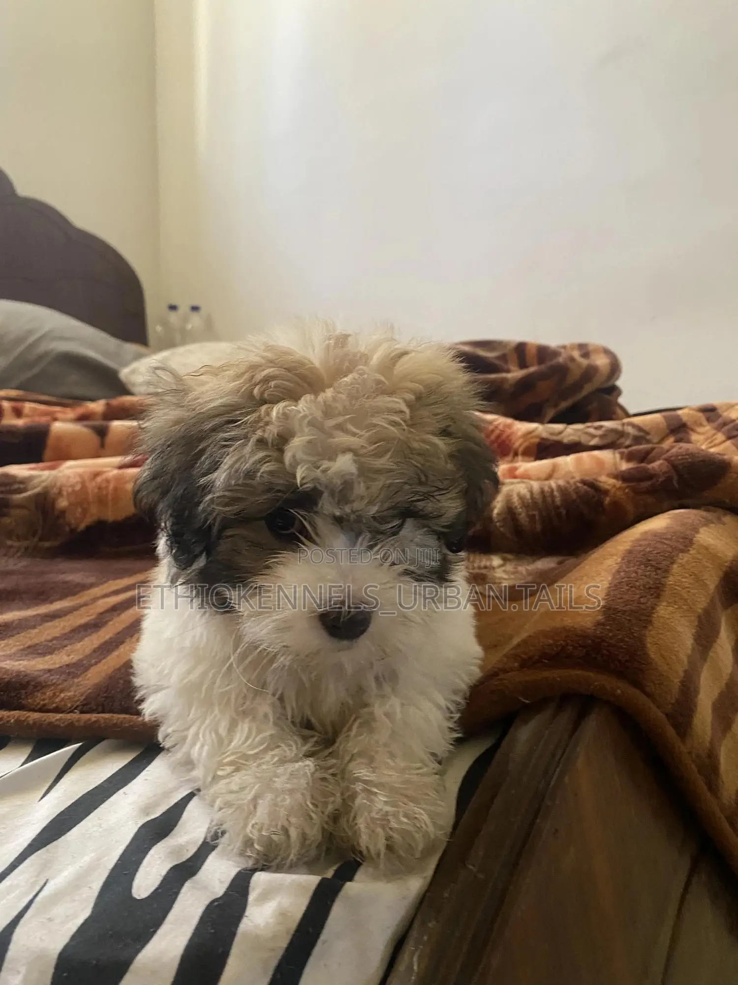 1-3 months Male Purebred Shih Tzu