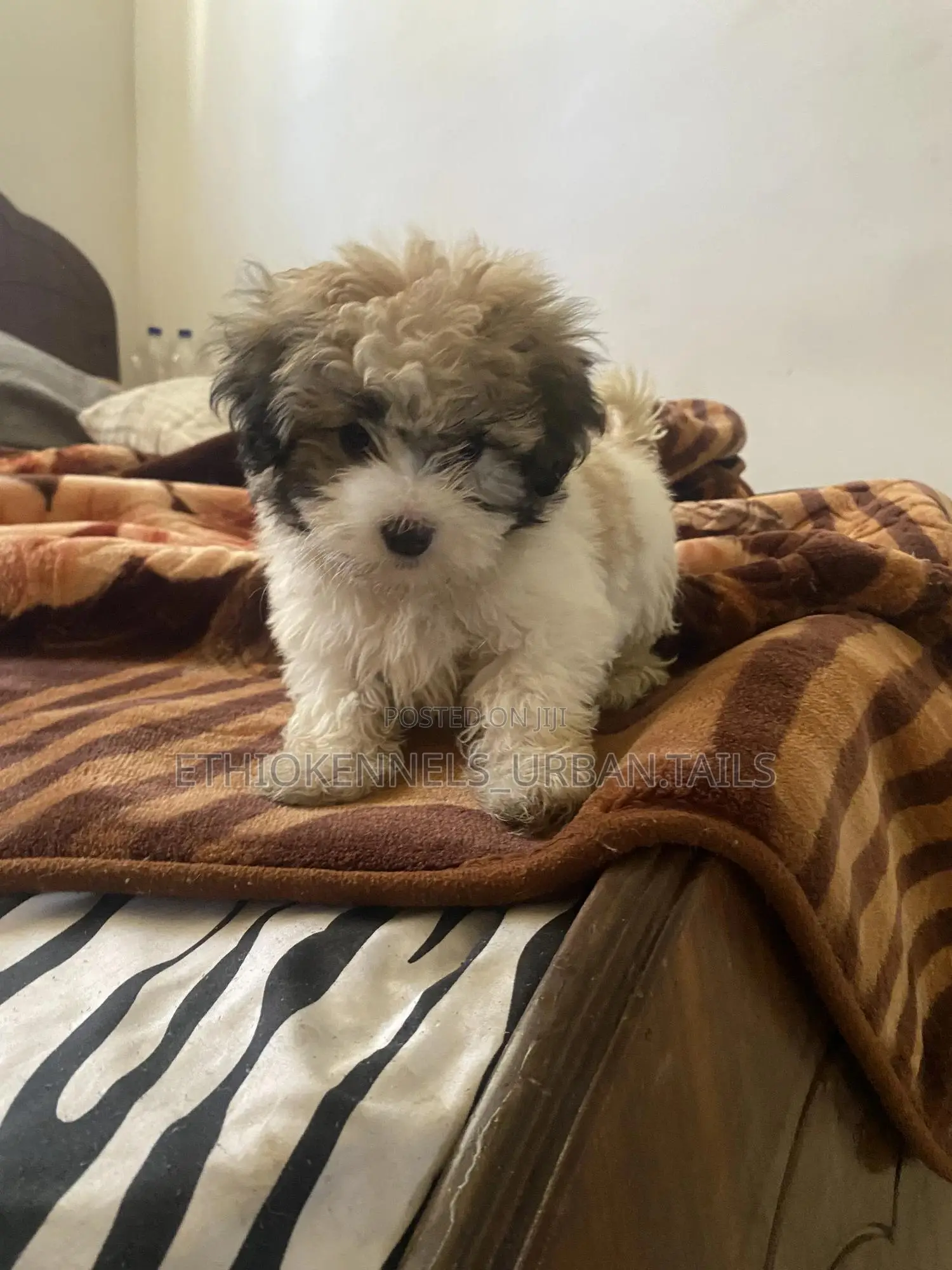 1-3 months Male Purebred Shih Tzu