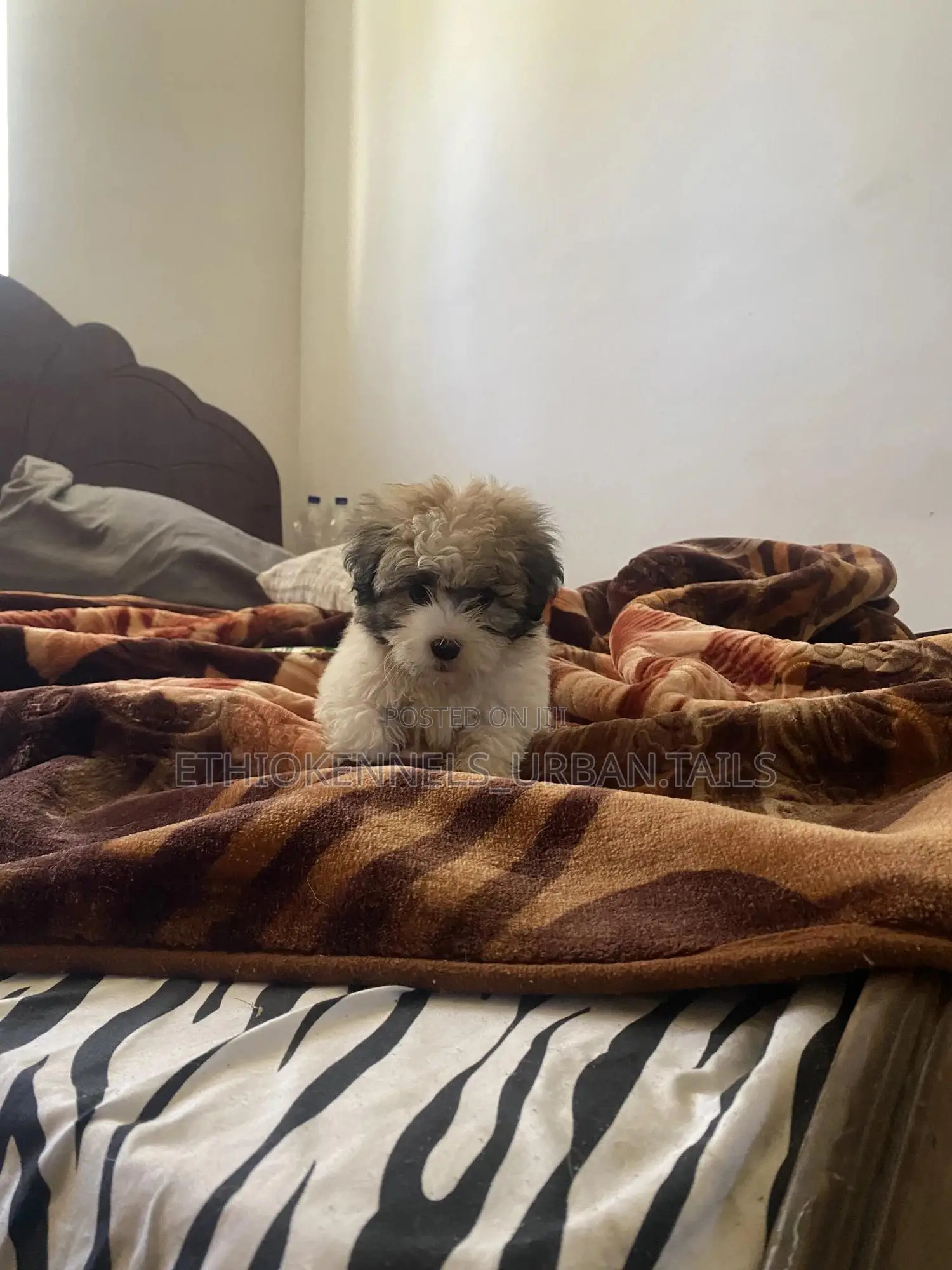 1-3 months Male Purebred Shih Tzu