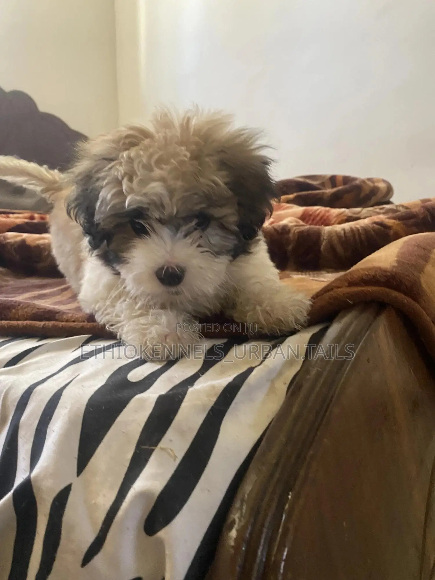 1-3 months Male Purebred Shih Tzu