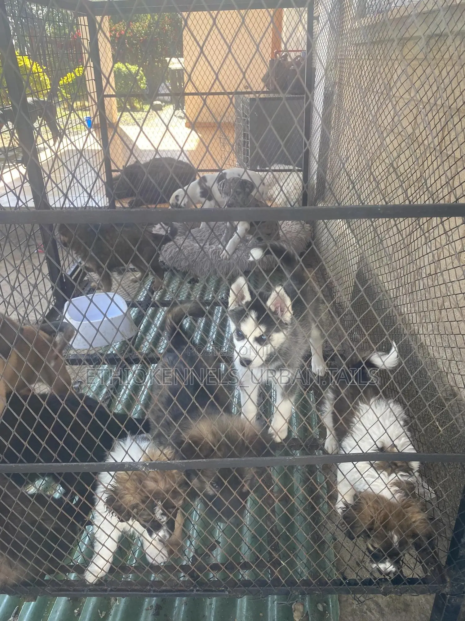 1-3 months Female Purebred Siberian Husky