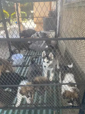 Photo - 1-3 months Female Purebred Siberian Husky