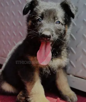 Photo - 1-3 months Male Purebred German Shepherd