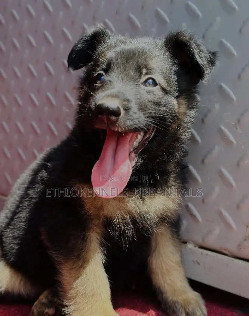 1-3 months Male Purebred German Shepherd