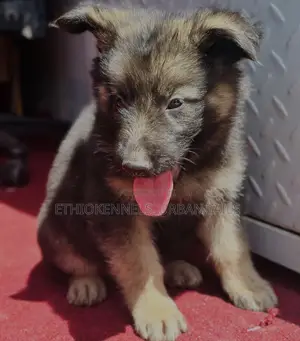 1-3 months Male Purebred German Shepherd
