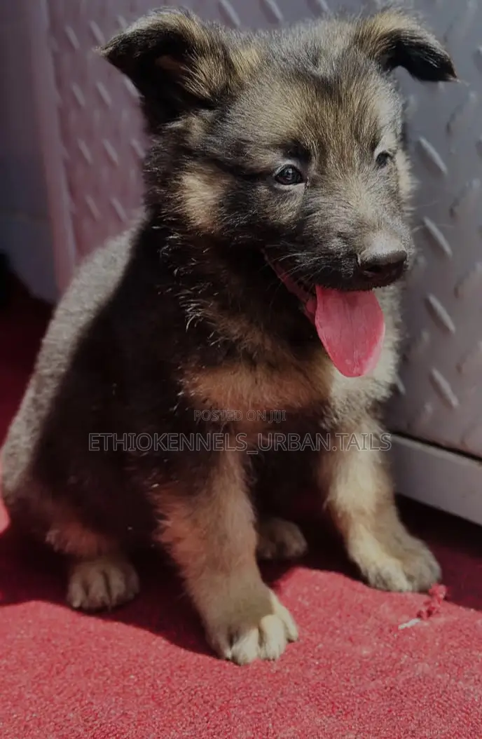 1-3 months Male Purebred German Shepherd