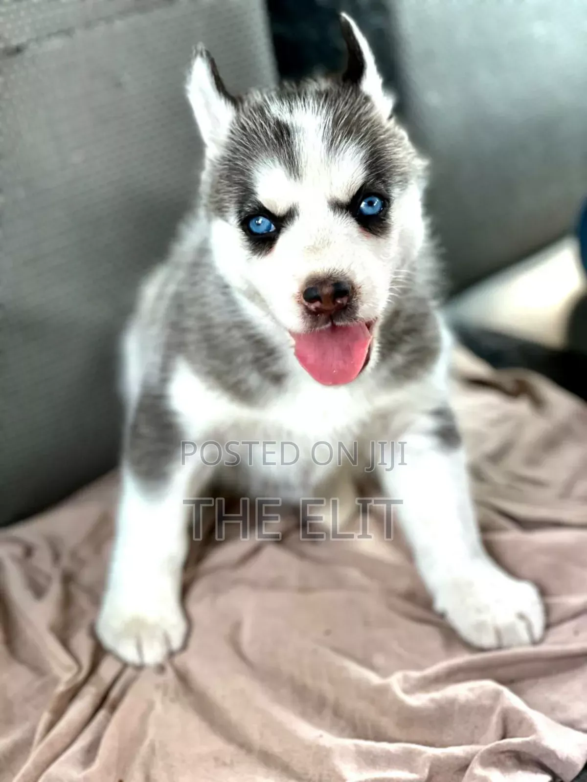 1-3 months Male Purebred Siberian Husky