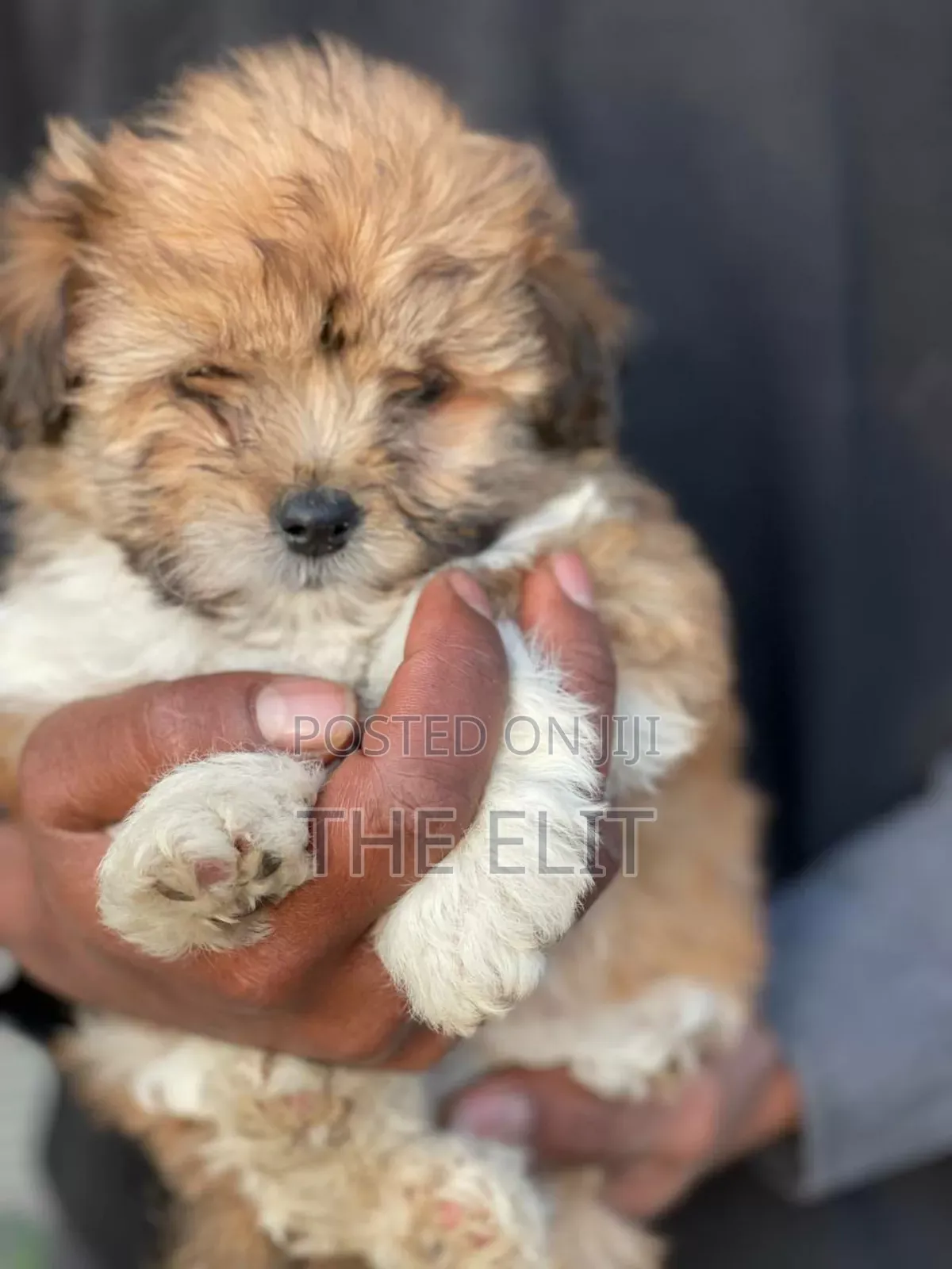 1-3 months Male Mixed Breed Maltese Shih Tzu