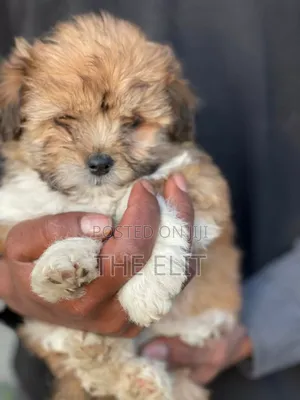 Photo - 1-3 months Male Mixed Breed Maltese Shih Tzu